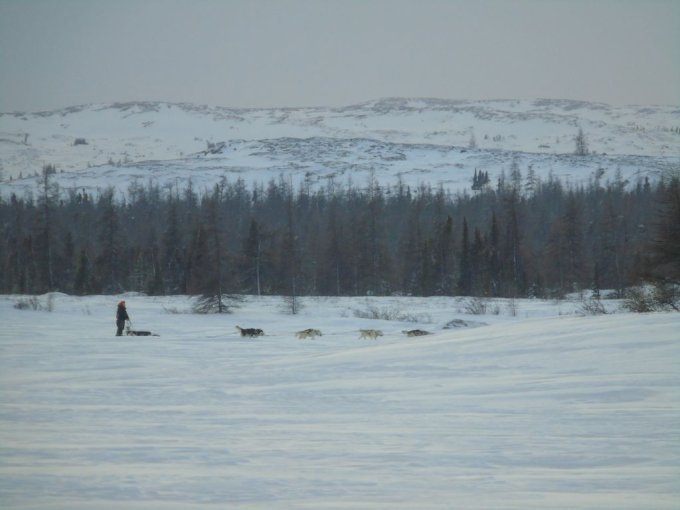 Traineau à chiens. Lac Stewart, Kuujjuaq