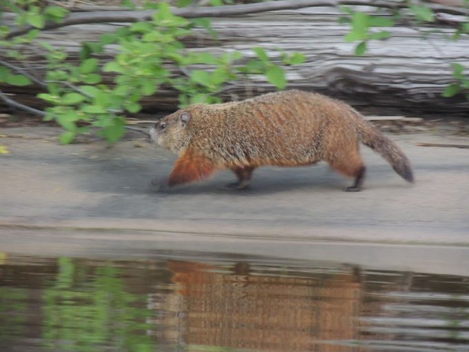 Marmotte en course