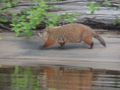 Marmotte en course